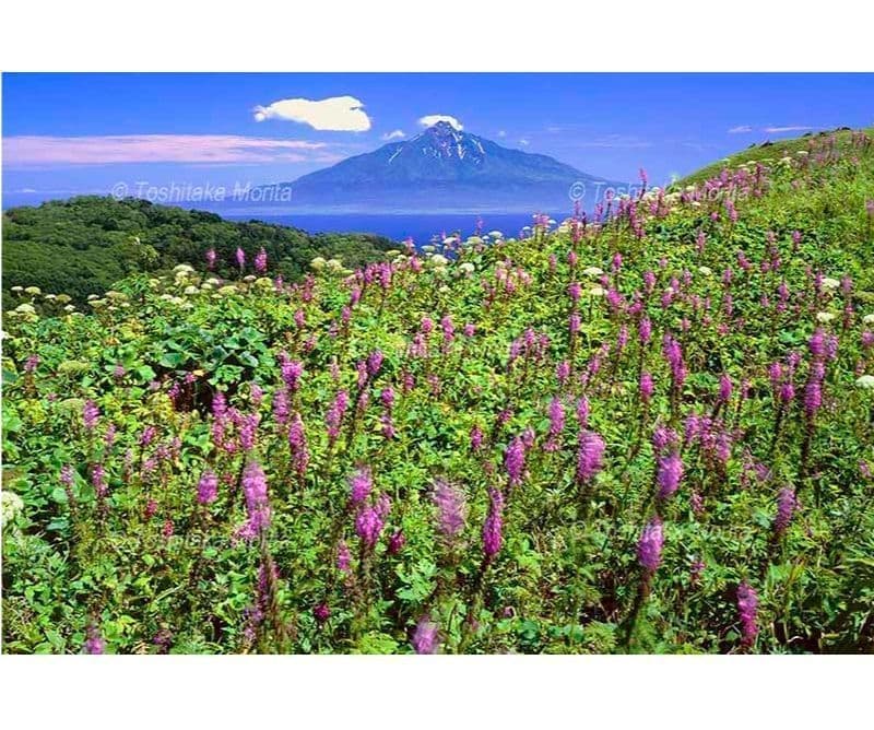 ヨツバシオガマ咲く礼文島から利尻山(利尻富士)を望む