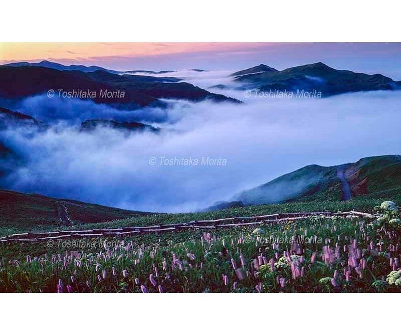 花の島　礼文島桃岩高山植物群から海霧に浮かぶ山並み