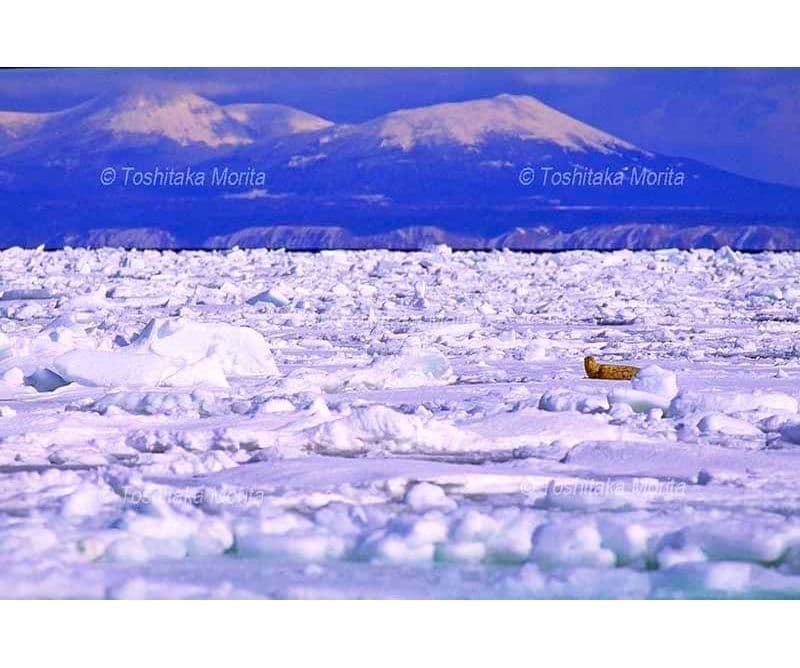 ゴマフアザラシと流氷と国後島
