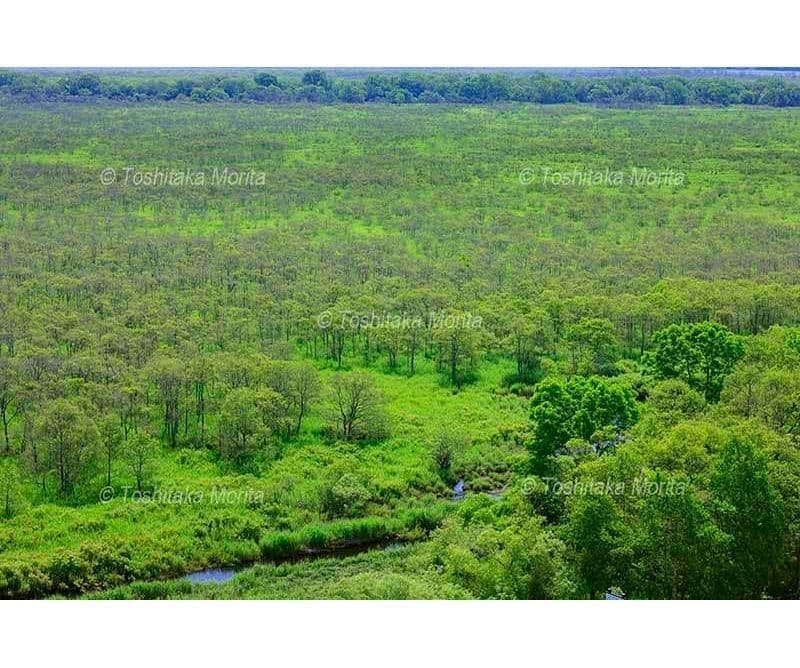 緑の湿原　ハンノキ林とコッタロ川　コッタロ展望台