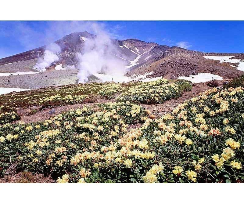 キバナシャクナゲ群落より旭岳　大雪山