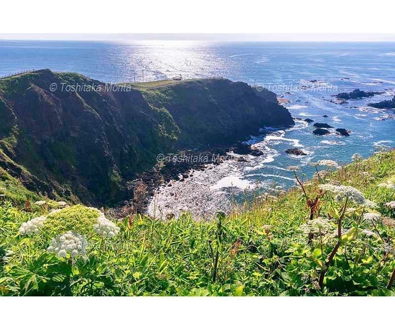 オオハナウド咲く襟裳岬