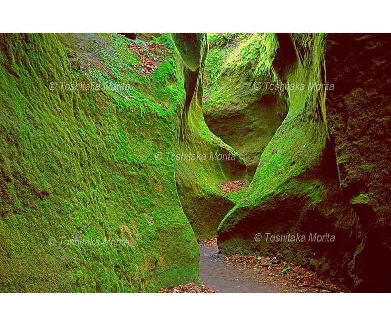 緑のコケに覆われた苔の洞門