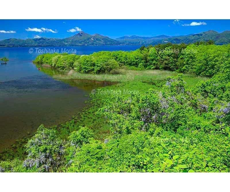 フジの花咲く鬼沼より猪苗代湖と磐梯山　猪苗代湖のワンド