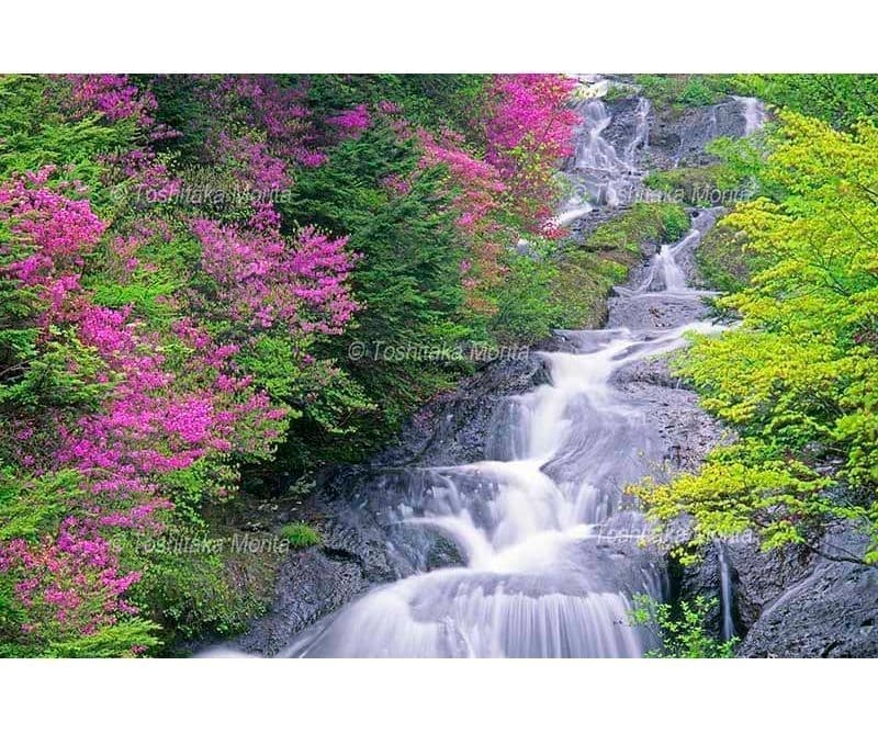 トウゴクミツバツツジ咲く竜頭滝