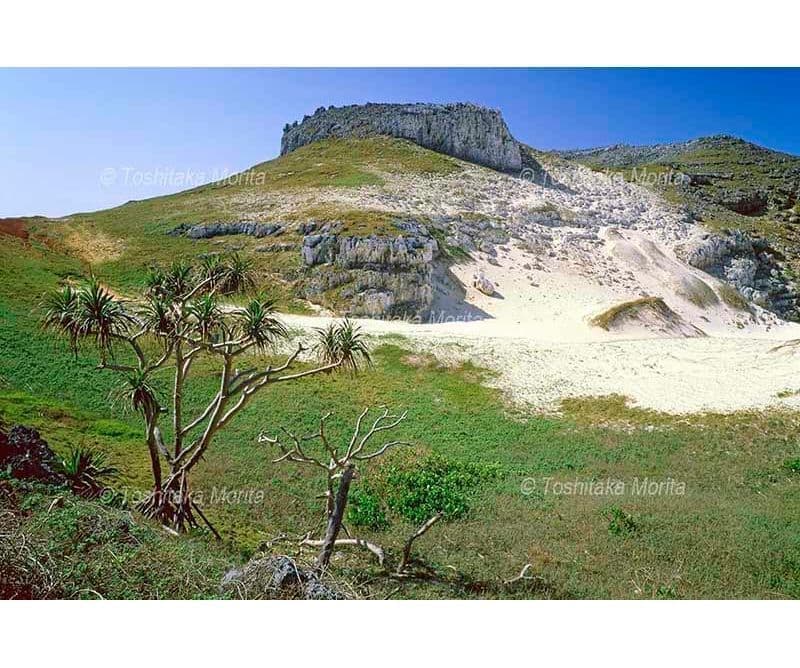 南島のタコの木と砂山と岩山
