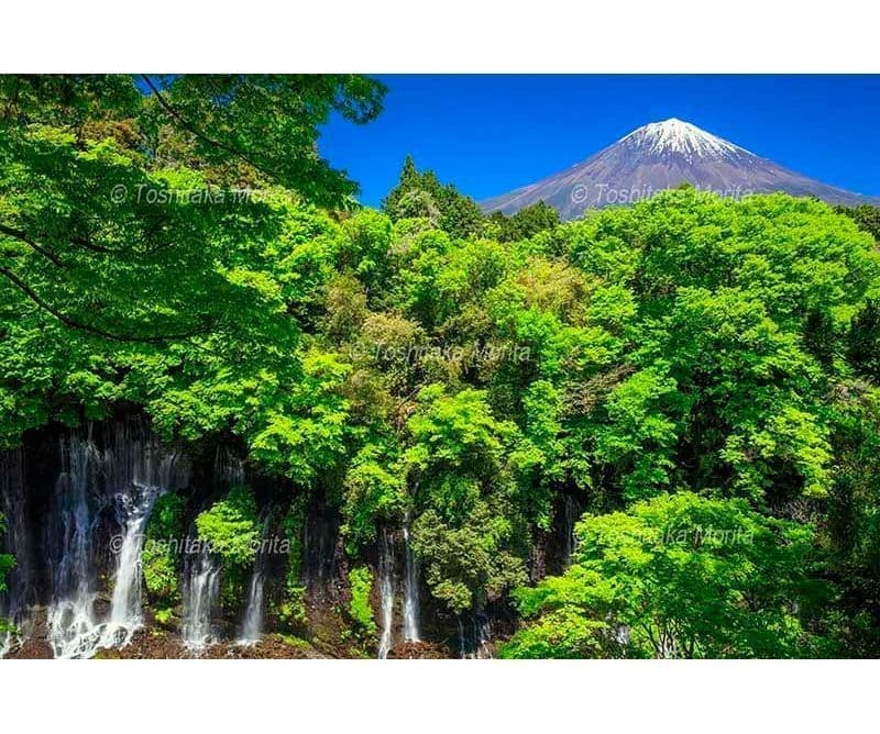 新緑萌える白糸の滝より富士山