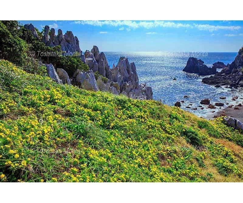 アゼトウナ咲くカルスト地形よりニワの浜　神島