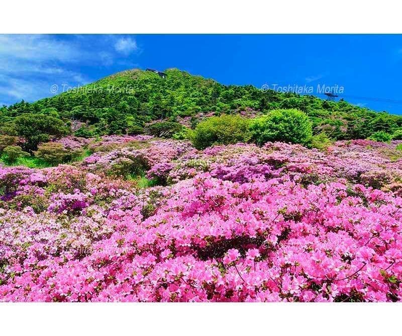 ミヤマキリシマ咲く仁田峠から雲仙岳