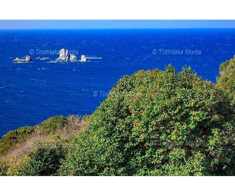 ツバキと大ケ瀬　西平椿公園