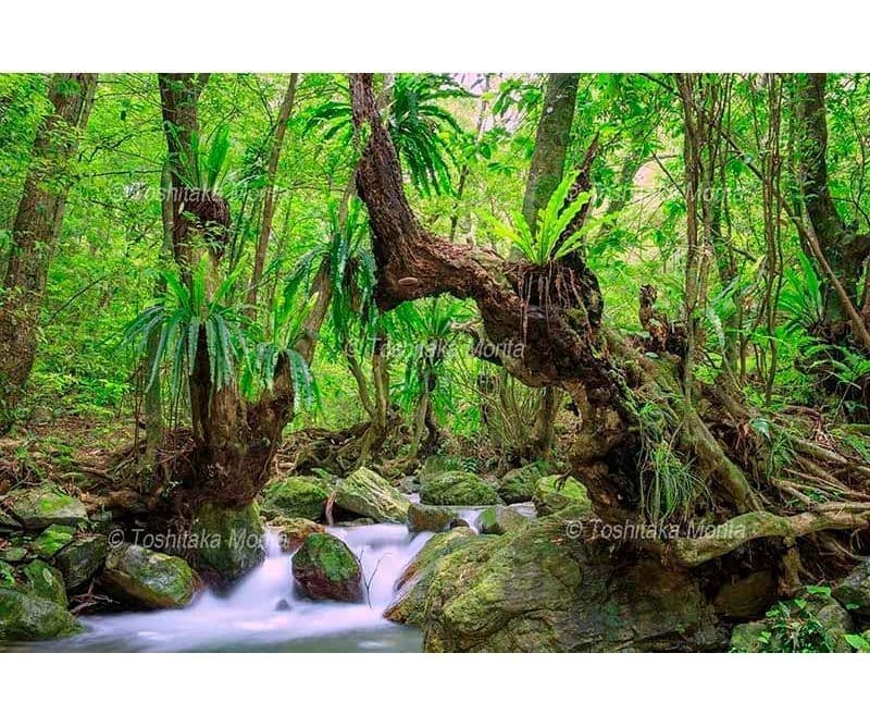 湯湾川のオオタニワタリ 奄美大島