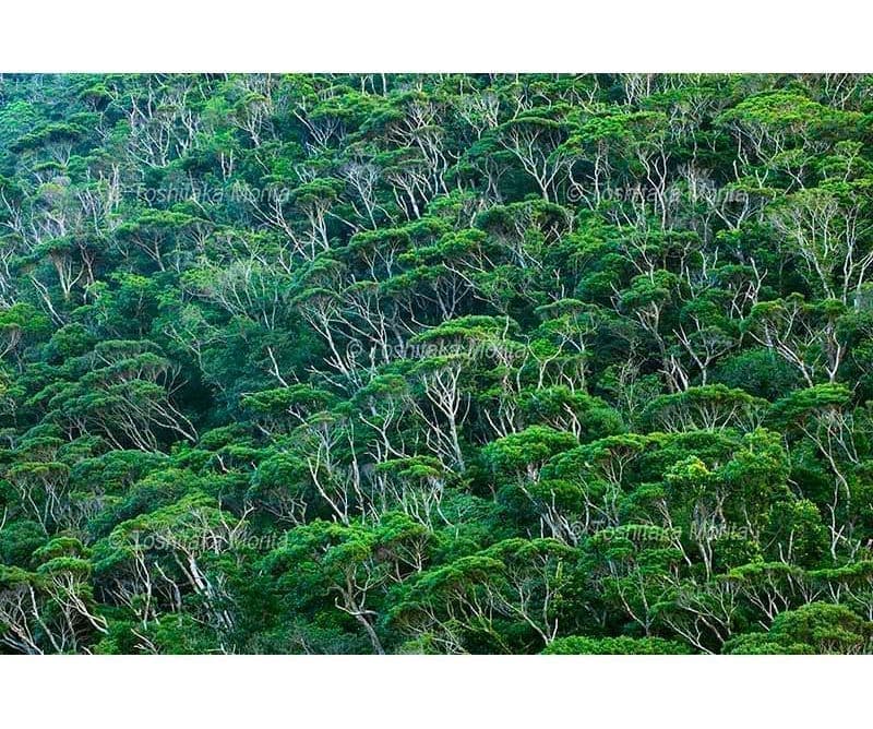 紅葉の高谷池より火打山
