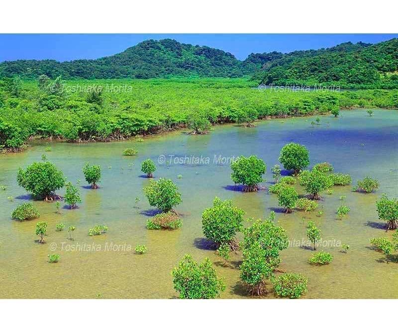 マングローブ林の浦内川天然保護区域　西表島