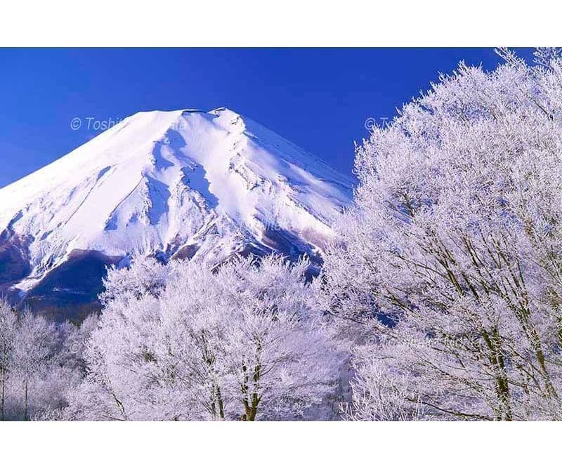 霧氷の花が咲いた忍野より富士山を望む
