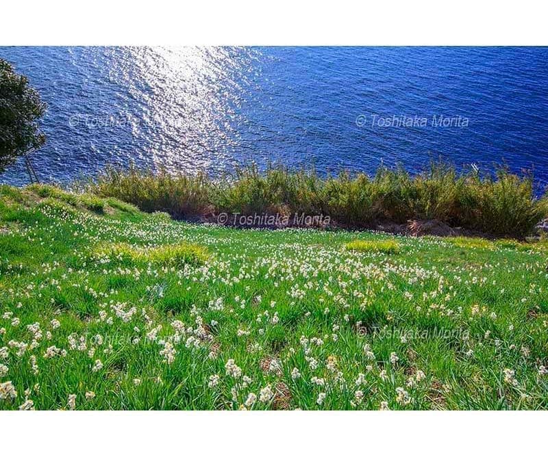 スイセンと光り輝く青い海