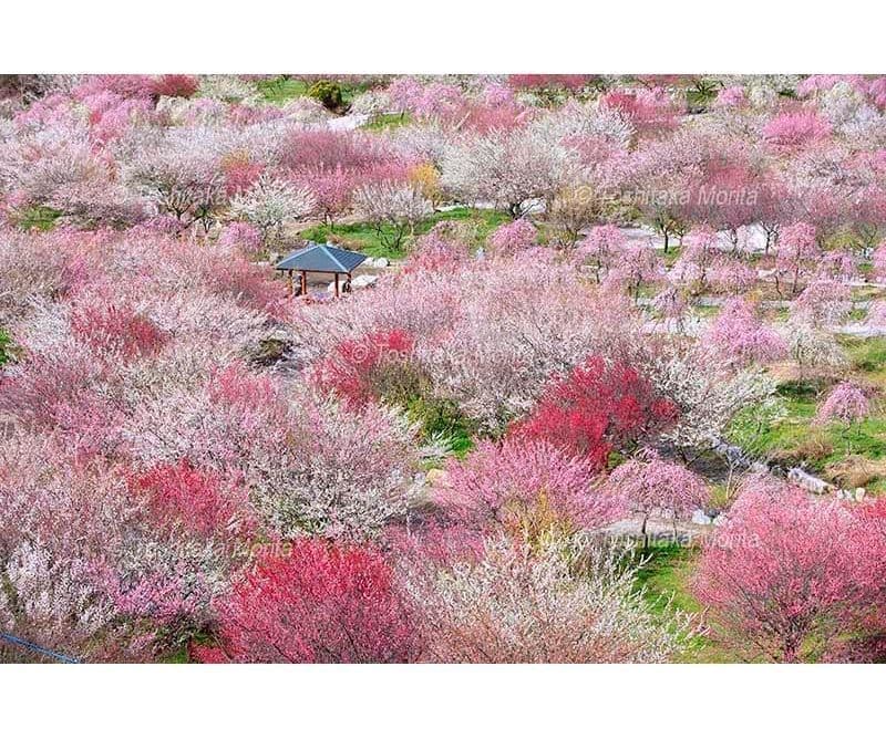紅白の梅の花咲くいなべ市農業公園