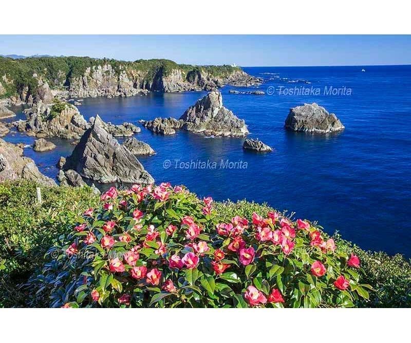 ツバキ咲く海金剛と樫野崎