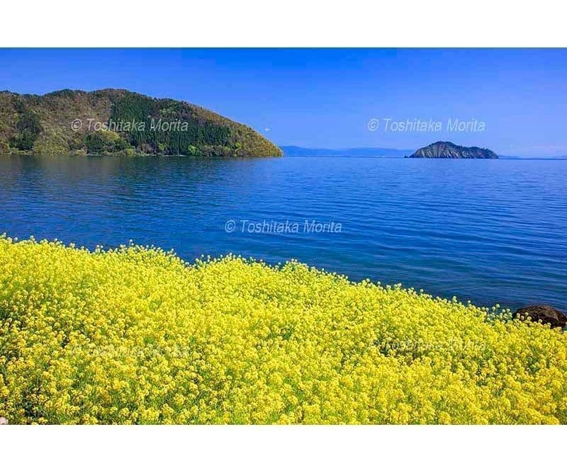 ナノハナ咲く菅浦より竹生島と葛籠尾崎を望む