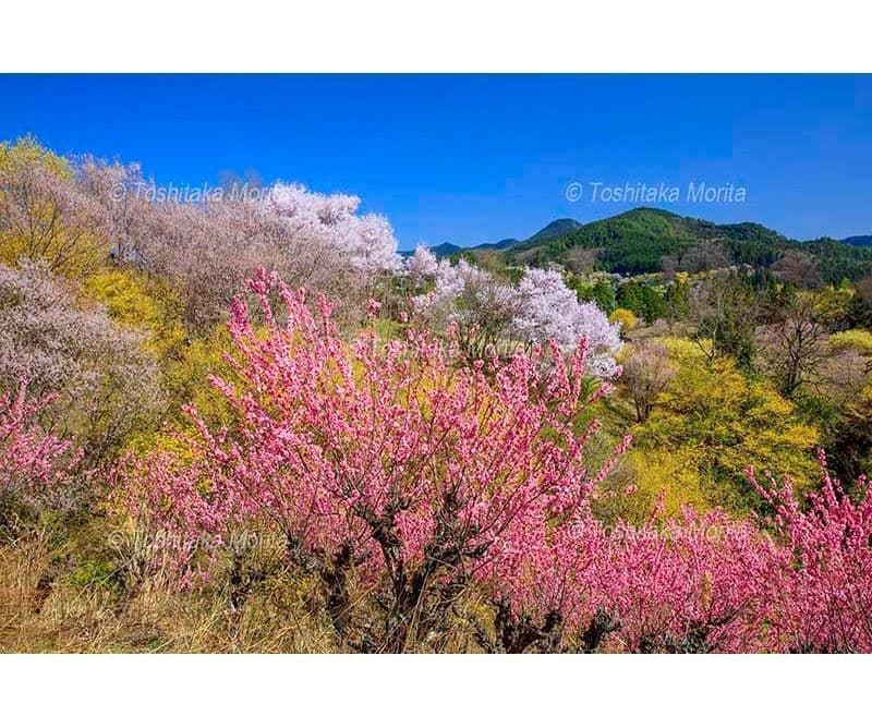 色とりどりの桃源郷　サクラ　サンシュユ　モモ