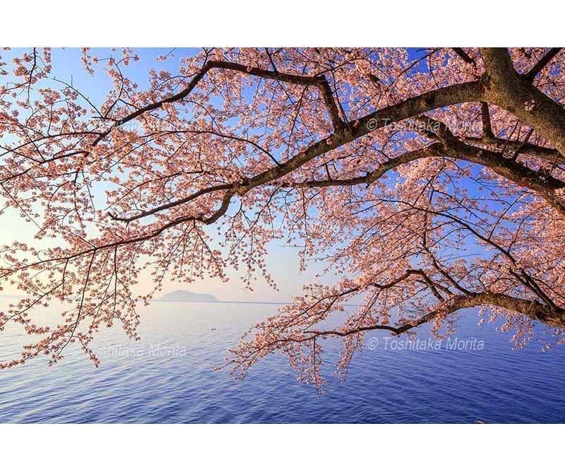 朝日に染まるサクラ咲く海津大崎より琵琶湖と竹生島