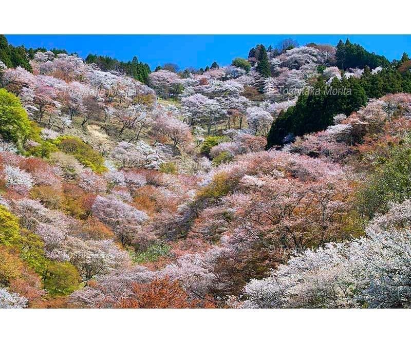 シロヤマザクラ咲く吉野山上千本