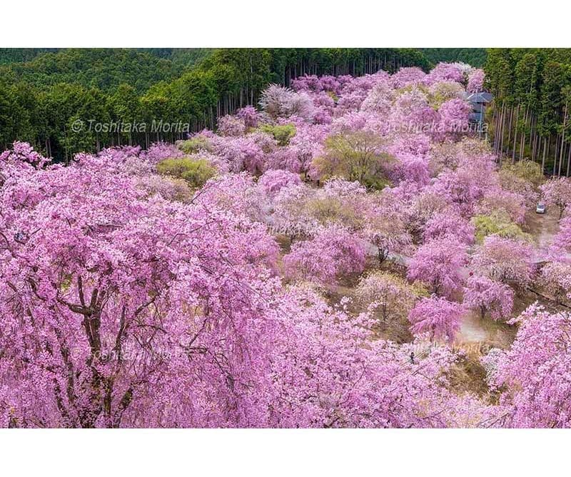 千本のしだれ桜咲く高見の郷