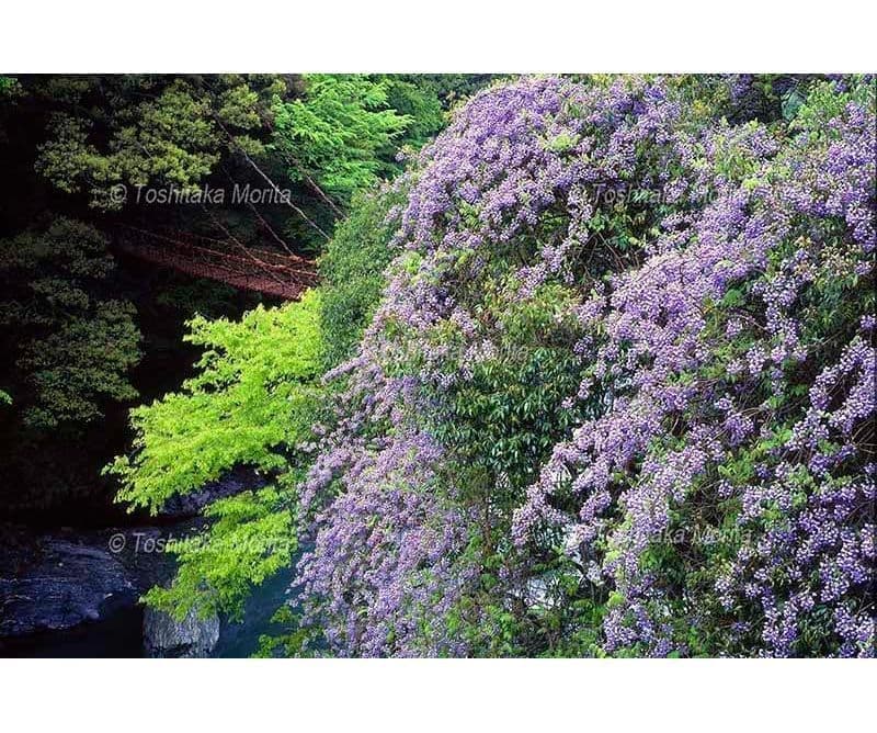 藤の花咲くかずら橋