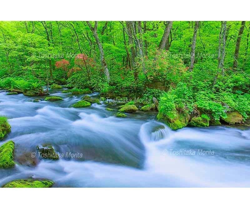 ヤマツツジ咲く新緑の奥入瀬渓流　三乱の流れ