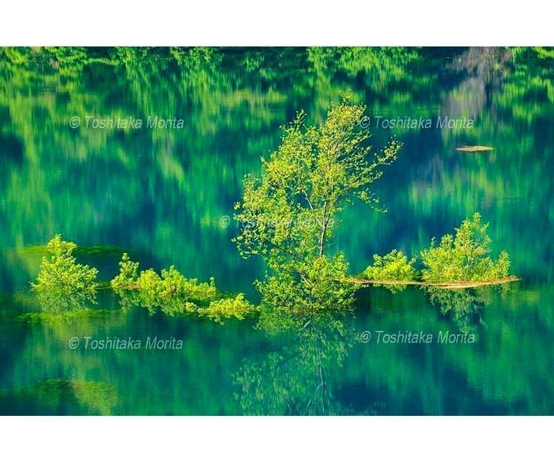 新緑の水没林　秋扇湖