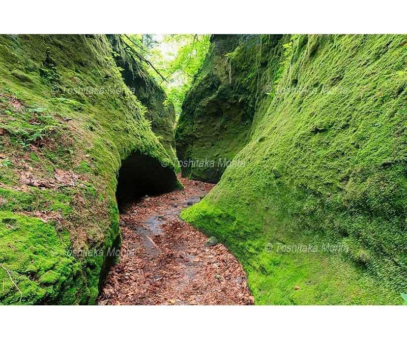 緑に苔もす回廊