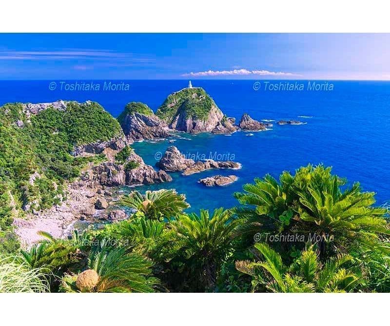 ソテツ自生地と佐多岬灯台