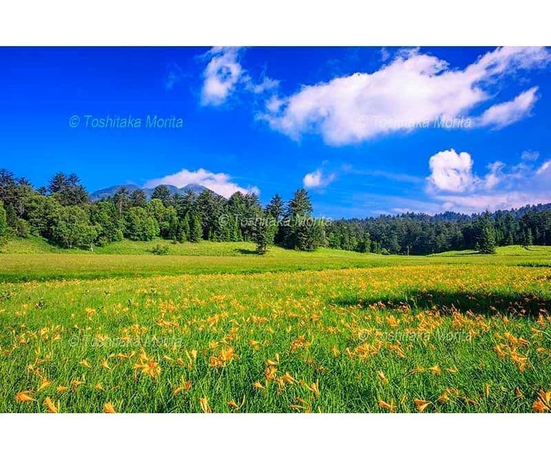ニッコウキスゲ咲く大江湿原より燧ヶ岳