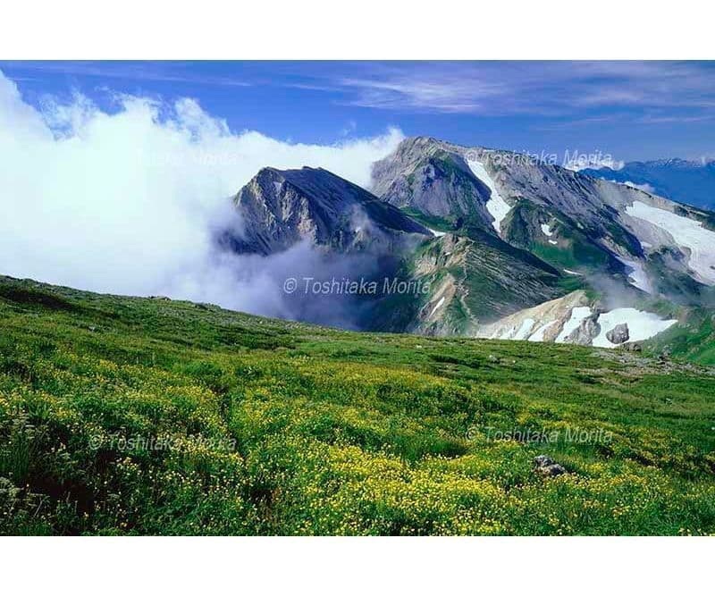 ミヤマキンポウゲ咲く白馬岳お花畑から杓子岳と鑓ヶ岳