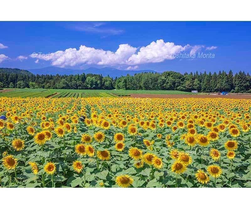 津南ひまわり広場と夏空