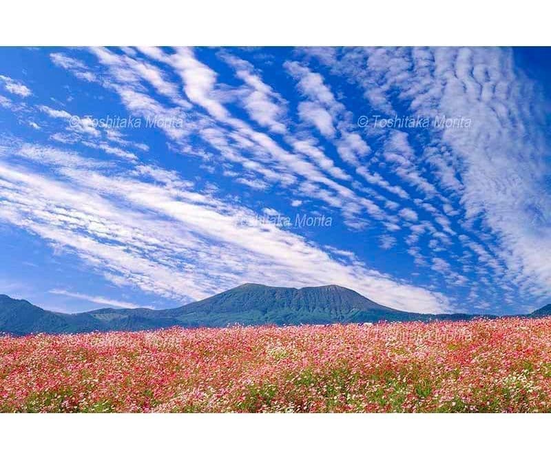 コスモス畑と秋雲と韓国岳