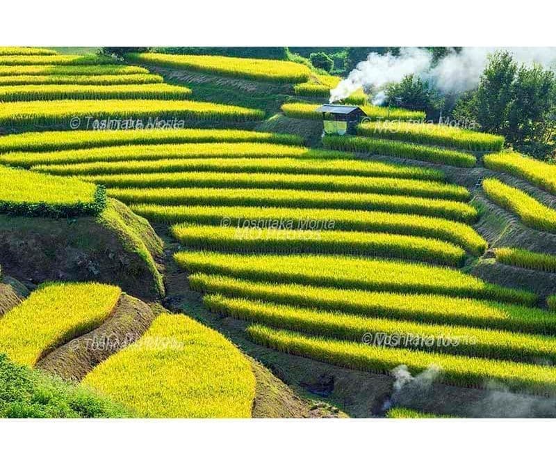 黄金色の実りの季節