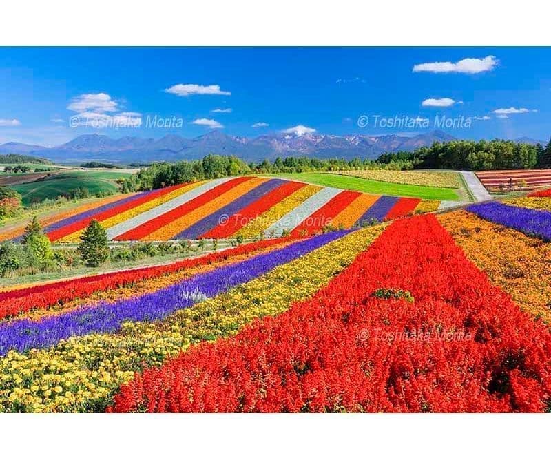 秋の花咲く四季彩の丘より十勝岳連峰　サルビア・マリーゴールド他