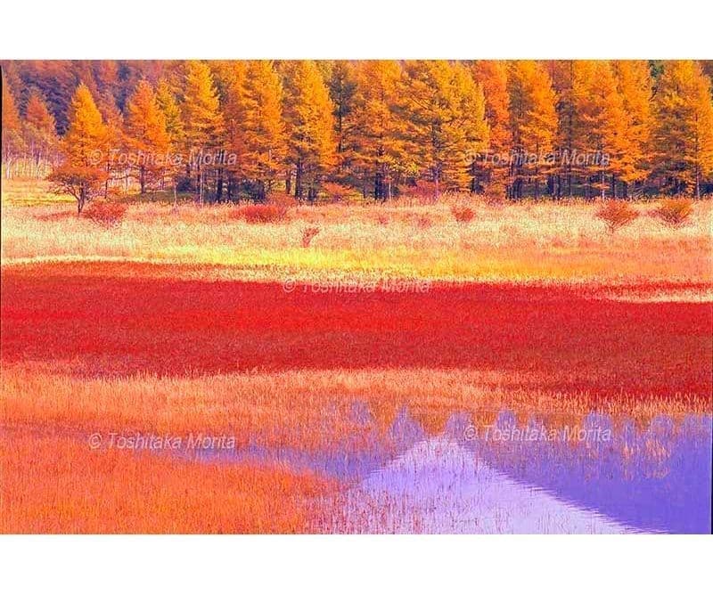 草紅葉に彩られる小田代原　奥日光