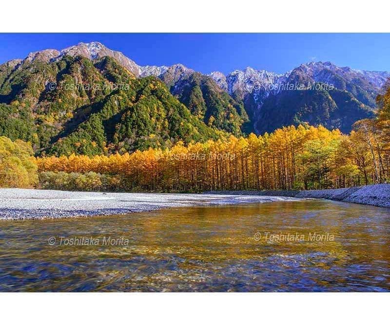 梓川沿いのカラマツ林黄葉と六百山と霞沢岳