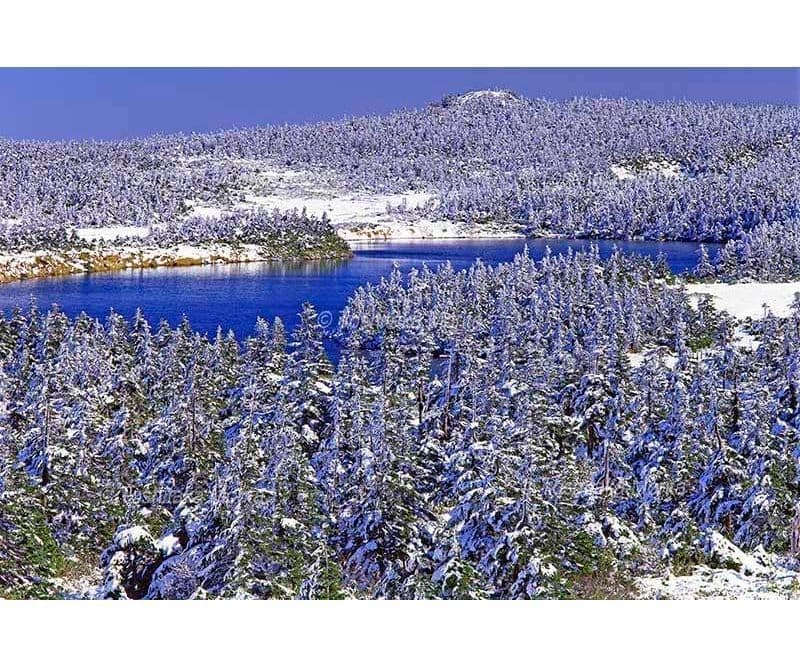 樹氷に覆われた八幡沼