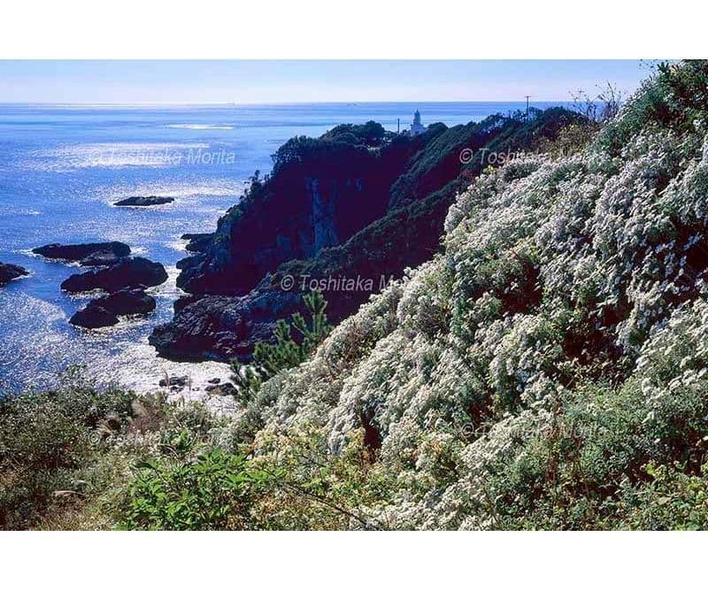 アシズリノジギク咲く叶崎灯台と光る海