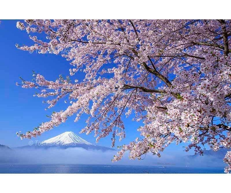 満開の桜と朝霧漂う河口湖と富士山