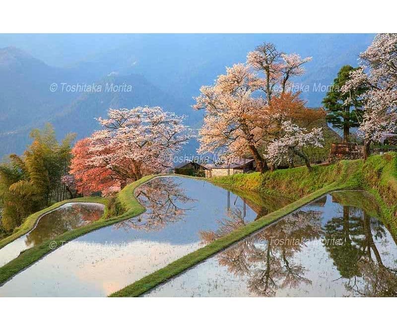 朝日に染まる三多気の桜