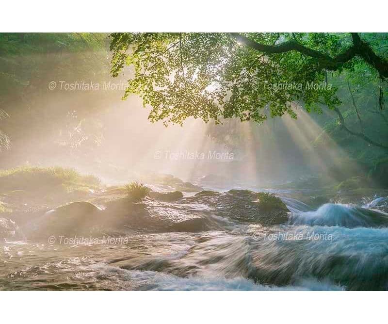 光芒射す新緑の菊池渓谷