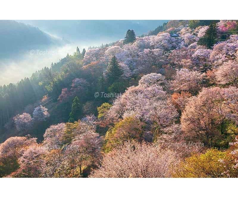 朝霧漂う七曲り坂　吉野山下千本