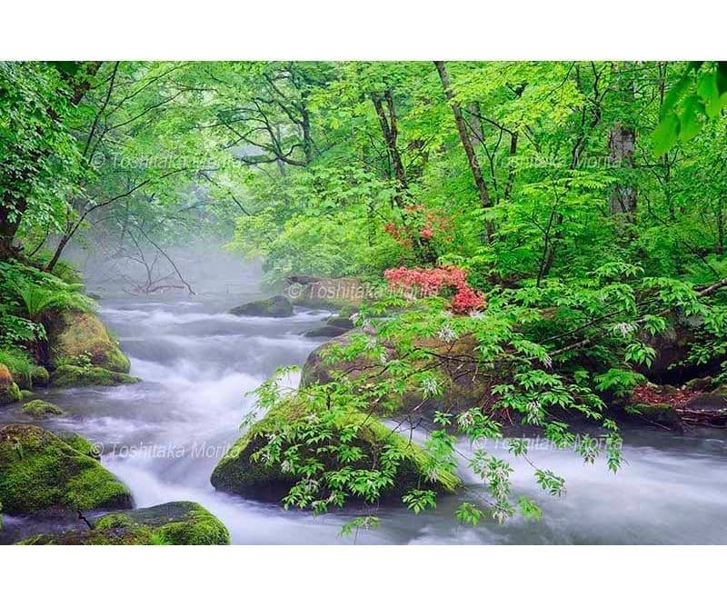 ヤマツツジ咲く朝霧漂う新緑の奥入瀬渓流　石ヶ戸付近