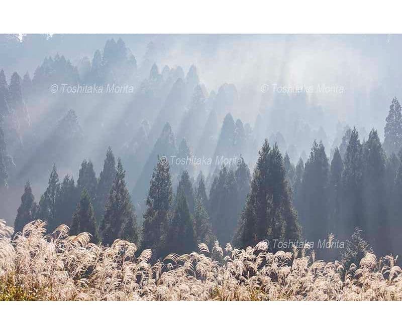 光芒のススキと杉木立