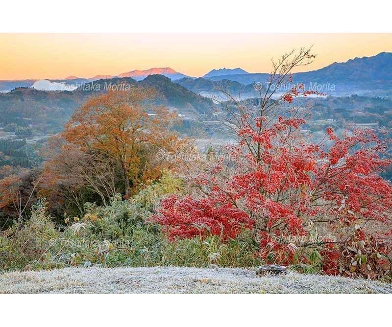 霜の国見ヶ丘より朝霧漂う阿蘇山遠望