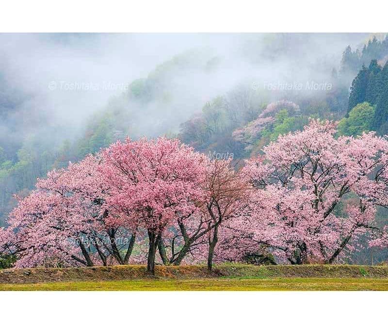 桜の背景を山霧が漂う