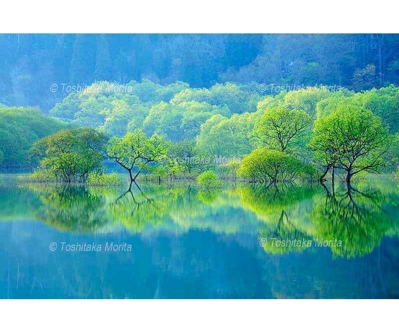 新緑の白川湖　水没林